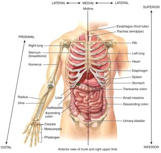 Directional terms