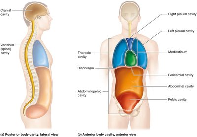 Body cavities