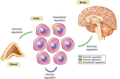 Levels of control: hormonal and neural