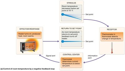 Negative feedback: room and body temperature