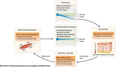 Homeostatic control system