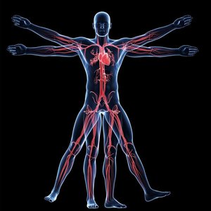 Human body with circulatory system