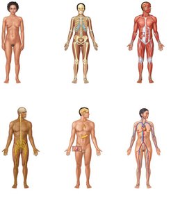 Organ system levels