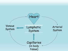 Diagram showing lymphatic system's relationship to heart and circulatory system