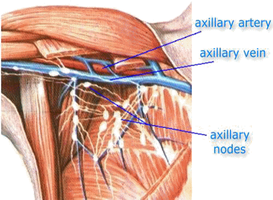 Axillary lymph nodes in the shoulder region