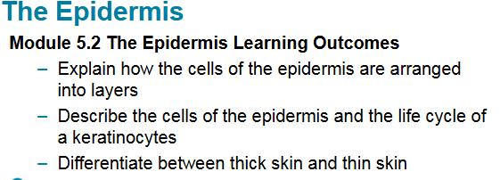 Epidermis module slide with learning outcomes