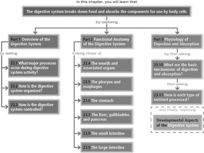 Digestive system chapter structure flowchart