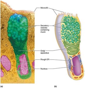 Goblet cell (unicellular exocrine gland).