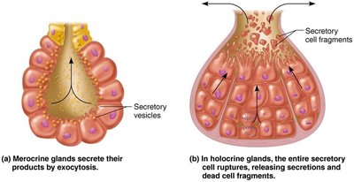 Chief modes of secretion in human exocrine glands.