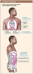 Cutaneous membrane.