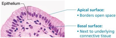 Epithelial tissue showing apical and basal surfaces.