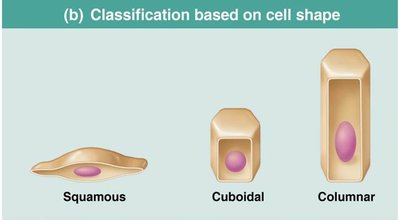 Classification based on cell shape.