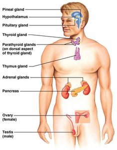 Major endocrine glands in the human body