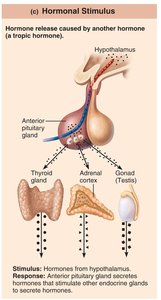 Hormonal stimulus for hormone release