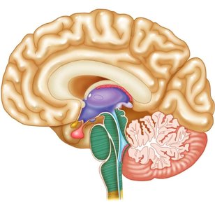 Sagittal section of the brain showing hypothalamus and pituitary gland