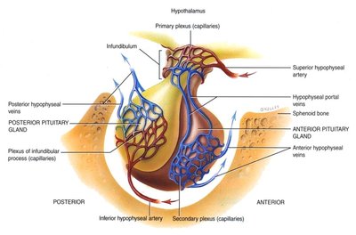 Pituitary-hypothalamic blood supply and connections