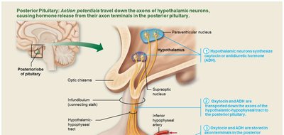 Posterior pituitary hormone release pathway