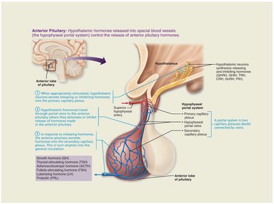 Anterior pituitary hormone regulation pathway