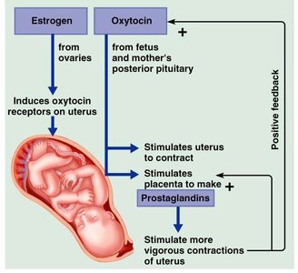 Positive feedback loop of oxytocin during childbirth