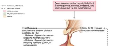 Growth hormone actions and regulation