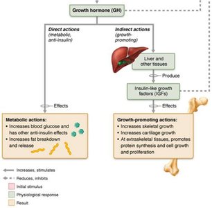 Growth hormone metabolic and growth-promoting actions