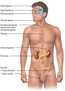 Locations of major endocrine glands in the body