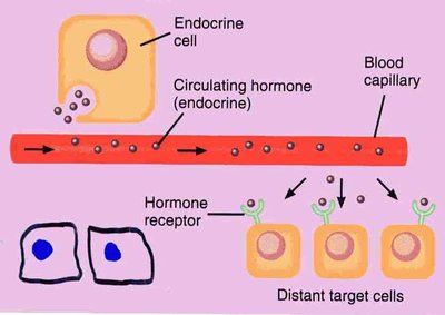 Hormone secretion and action on target cells