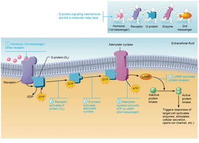 cAMP second messenger system