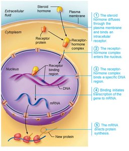 Direct gene activation by steroid hormones