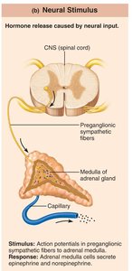 Neural stimulus for hormone release