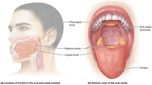 Location of tonsils in the oral and nasal cavities