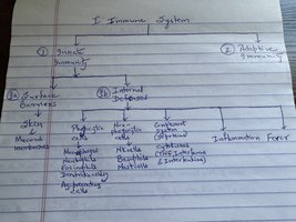 Immune system overview handwritten diagram