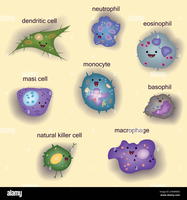 Cartoon of innate immune cells
