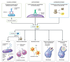 Three pathways for activation of the complement system