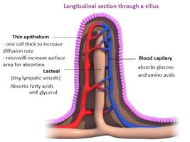 Longitudinal section through a villus showing lacteal and blood capillary