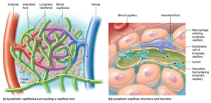 Lymphatic capillaries and their structure