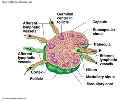 Structure of a lymph node