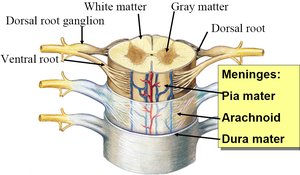 Cross-section of spinal cord showing meninges