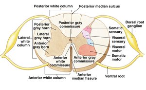 Gray matter nuclei organization in spinal cord