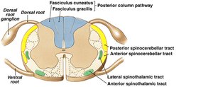 Ascending sensory tracts in spinal cord