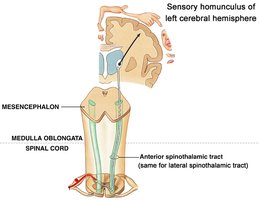 Spinothalamic tract for pain and temperature