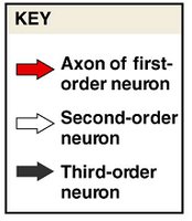 Sensory homunculus and spinothalamic tract