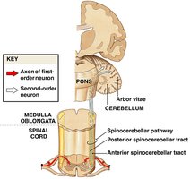 Spinocerebellar tract to cerebellum