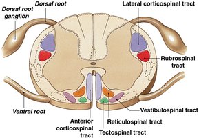 Descending motor tracts in spinal cord