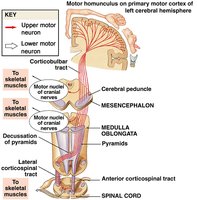 Corticospinal tract for voluntary motor control