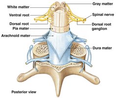 Posterior view of spinal cord and meninges