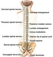 Spinal cord with labeled regions and nerves