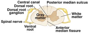 Transverse section of spinal cord showing gray and white matter