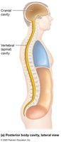 Posterior body cavity, lateral view