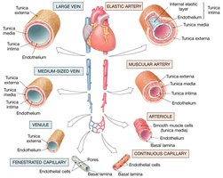 Histological Structure of Blood Vessels